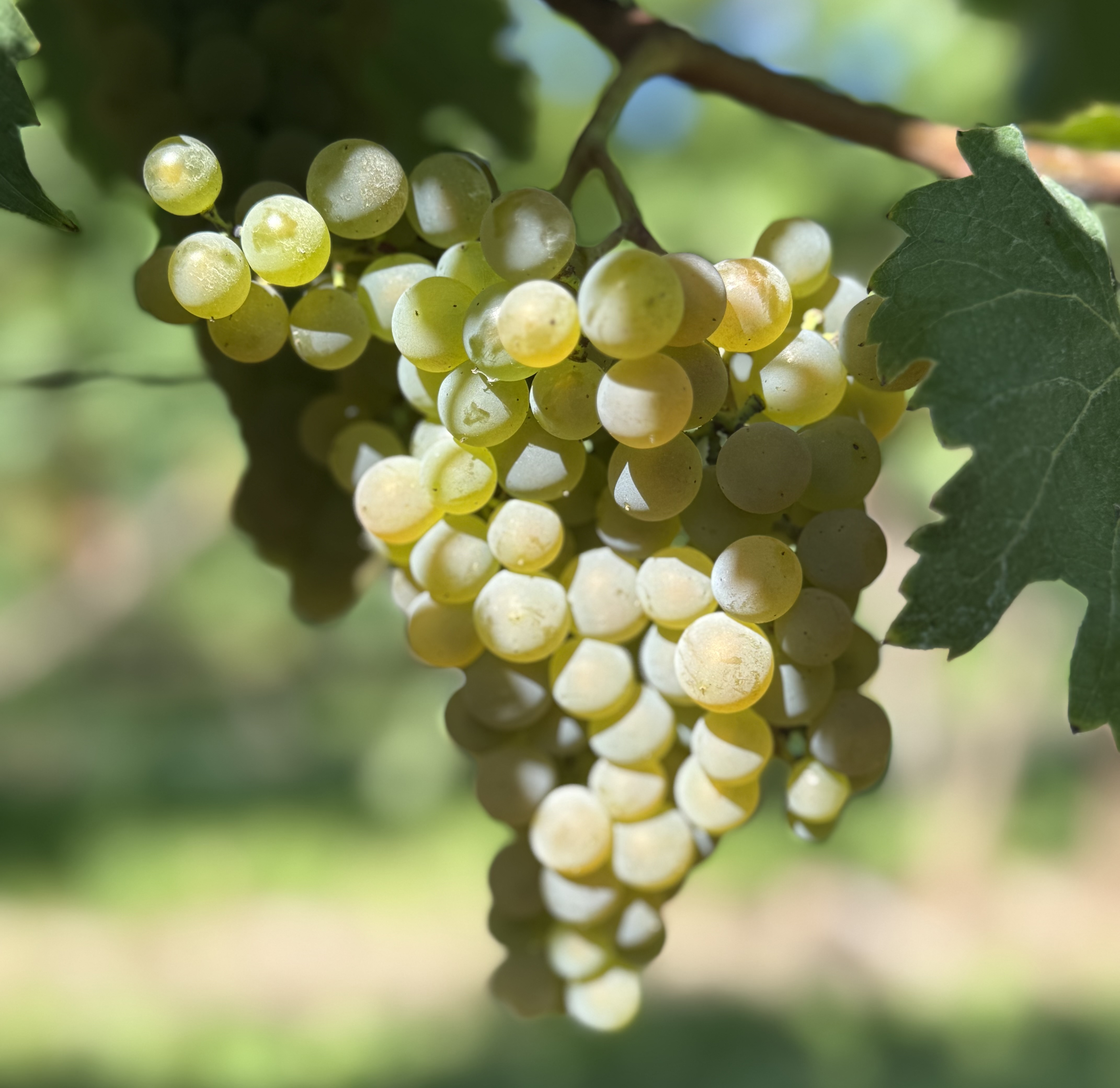 Itasca grapes hanging from a vine.